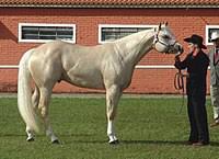 Maybe you would like to learn more about one of these? Palomino Wikipedia