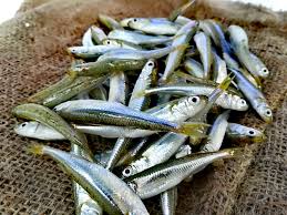 I am not sure what you mean; Acquadella O Latterino 24fish