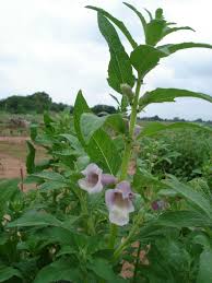 Image result for Sesamum calycinum