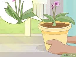 Cutting and trimming is a good way to allow your orchid the energy it needs to blossom once again. How To Revive An Orchid Plant 9 Steps With Pictures Wikihow