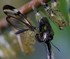 Greta Oto Le Papillon Aux Ailes Transparentes 2tout2rien Papillon Amerique Centrale Predateur