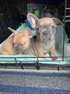 Long or short excursions, your pet will appreciate every part of our public transport. Pet Ground Transport Pettraveltransport Com