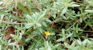 Image result for Portulaca quadrifida