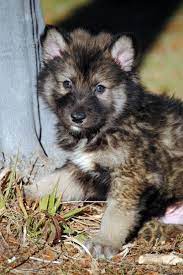 Find your perfect stud dog today, free to advertise, free to join, browse over 16800 stud dogs now. Tamaskan Puppies Tamaskan Puppies For Sale Tamaskan Breeder Gallery Tamaskan Puppies Puppies Tamaskan Dog