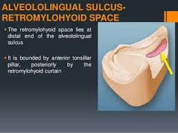 Its synonyms are distolingual vestibule and retromylohyoid fossa. Anatomy And Clinical Significance Of Denture Bearing Areas