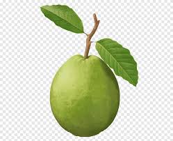 Tropical fruit trees, akee, all spice, ambarella, annona, avocado, cherry, bay leaf, black pepper carambola: Common Guava Tropical Fruit Fruit Tree Guayaba Food Leaf Png Pngegg