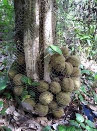 Résultat de recherche d'images pour "tree durian"