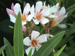 Nerium oleander 'petite pink' is an evergreen shrub with a very long bloom cycle. Nerium Oleander Petite Pink Acacia Llc