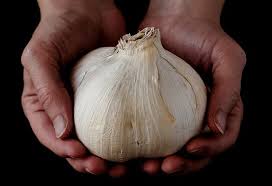 Novembre est également calme dans le calendrier du potager. 5 Legumes Que L On Peut Encore Planter Ou Semer En Novembre En Exterieur Le Potager