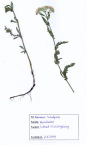 Dieser pinnwand folgen 267 nutzer auf pinterest. Herbarium Kostenlose Vorlagen Herbarium Etiketten Vorlagen Einzigartig Bilder Selbst