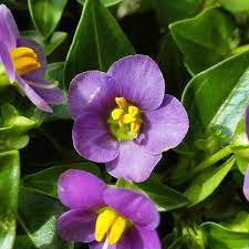 Welcome Sunday And Spring Sunny Rays Perfect Day To Find A New Wonder At The Garden Centre Just Back Home With This Amazing Persian Violet That Will Bloom M
