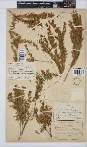 Image result for Pearsonia aristata