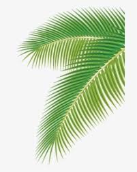 Leaf icon png download 512 512 free transparent haiku vector. Arecaceae Palm Vector Leaf Euclidean Png Image High Coconut Leaf Vector Png Transparent Png Transparent Png Image Pngitem