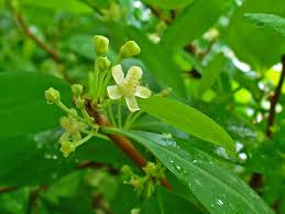 Image result for Erythroxylum emarginatum
