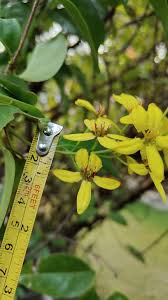 Image result for Tristellateia africana