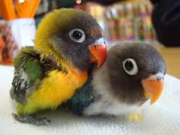 Types Of Birds You Can Have As Pets Pin By Mary On All Kinds Of Cute Cute Baby Animals Cute Animals Animals