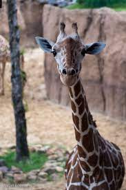 Jirafa En Dallas Zoo Dallas Zoo Giraffe Animals