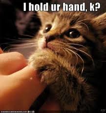 Omg If I Really Held It S Hand I D Be Like Yes You Guys It S Better Than A Proposal From You Dream Guy Kittens Cutest Cutest Kittens Ever Cute Animals
