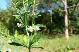 Image result for Scoparia dulcis