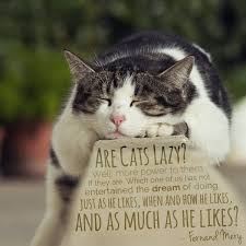8 x 12 inches meine neueste zeichnung: 30 Cats Quotes Only Cat Lovers Will Understand