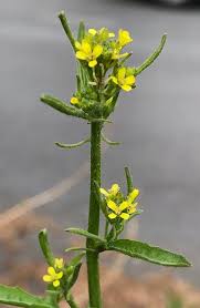 Image result for Sisymbrium burchellii