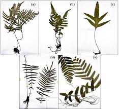 Image result for Pseudocyclosorus