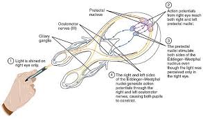 Pupillary Light Reflex