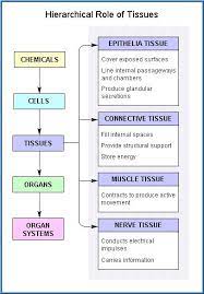 Free Toxicology Course On Tissues Kinds Of Tissues In The Body Human Anatomy And Physiology Medical School Studying Medical Knowledge