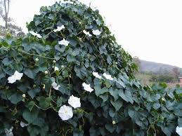 Image result for Ipomoea albivenia