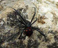 Diese spinnen legen sie eine bestimmte art des giftes in der jagd verdauungssystem und sind dafür bekannt, sehr giftig sein. Europaische Schwarze Witwe Wikipedia
