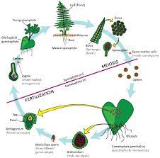 The life cycle of seedless vascular plants like animals, seedless vascular plants (and other plants) alternate between meiosis and fertilization during reproduction. Plant Life Cycles Study Guide Ck 12 Foundation