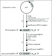 Flow Chart For The Generation Of Modified Egfp Mrna