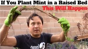 Maybe you would like to learn more about one of these? If You Plant Mint In A Raised Bed This Will Happen Youtube