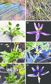 Image result for Heteranthera callifolia