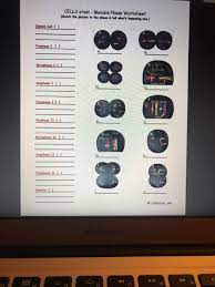 A cell with a diploid number of 20 undergoes meiosis. Solved A Subtitle Meiosisphases Pdf Answer The Questions Chegg Com