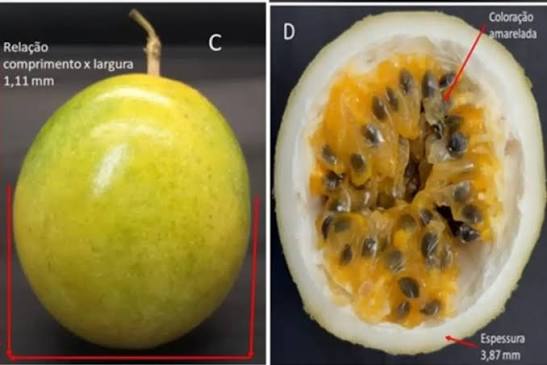 Criada pela Unemat, nova variedade de maracuj&aacute; promete frutos mais cheios e maior rendimento ao produtor em Mato Grosso - Agromundo.NET