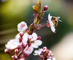 It's not uncommon to see bees visiting flowers that are colors outside of their typical pollinator syndromes. 5 Ways To Help The Local Bee Population This Bee Aware Month And Beyond