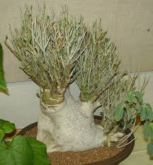 Image result for Adenia rumicifolia