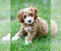 Cavapoo puppies are relaxed, snuggly house pets that get along with children! View Ad Cavapoo Puppy For Sale Near Wisconsin Milwaukee Usa Adn 215397