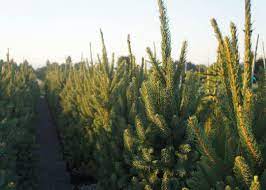 Taking proper care of these beauties is essential. Columnar Norway Spruce Tree Buy Online Pickup At Nursery