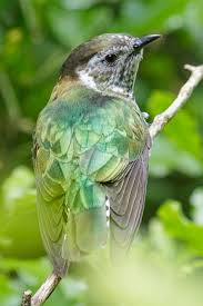 Pin On Birds