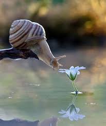 Close Up Photos Of Snails Nature Animals Animals Beautiful Animals Wild