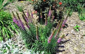 We did not find results for: 13 Tips For Growing Liatris Attract Bees Like A Magnet
