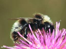 Image result for Bombus norvegicus