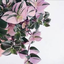 Its super cute with its pink and green leaves and on top of that its really easy to grow! So I Ve Been Seeing This Plant Around Instagram And I M Curious To Know What It S Called If Anyone Knows Please Let Me Know Plantidentification