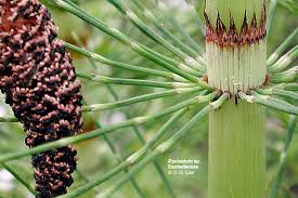 Image result for Equisetaceae