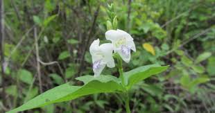 Image result for Asystasia malawiana