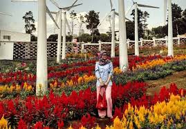 Download kebun bunga mekar apk 1.6 for android. 9 Wisata Taman Bunga Celosia Di Indonesia Yang Nuansanya Ala Eropa