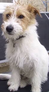 Black And White Jack Russell Fox Terrier Mix Pin By Tonya York On Adorable Dogs In 2020 Pitbull Terrier Fox Terrier Yorkshire Terrier