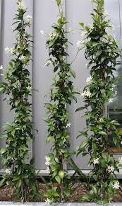 Image result for Trachelospermum jasminoides